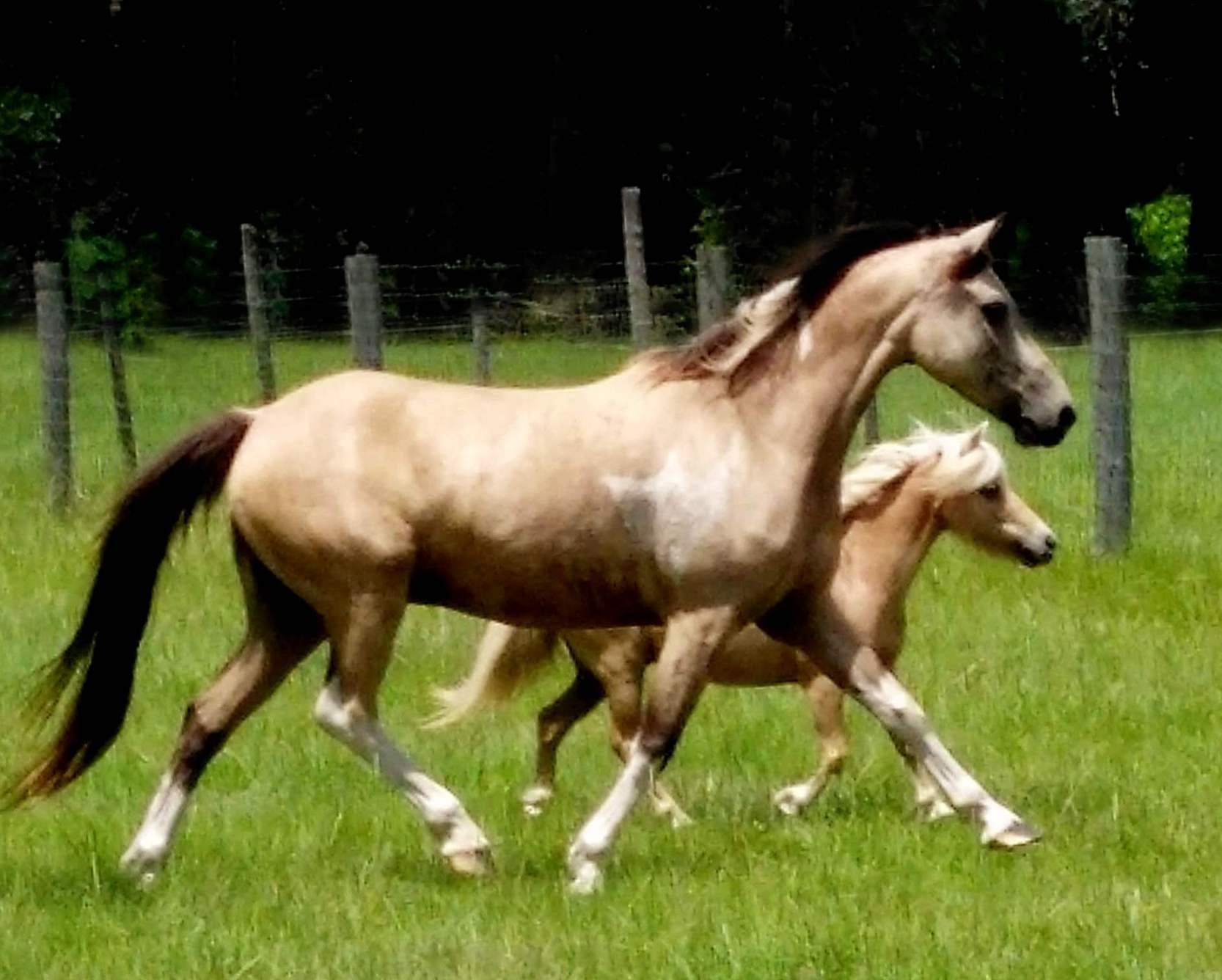 Dreamy and Mr. Chips